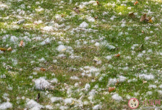 飞絮季过敏患者怎么度过 如何抵抗柳絮