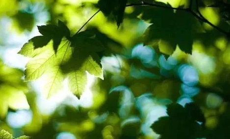 2022立夏是不是夏季的开始1