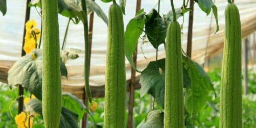 冬天的丝瓜是反季节蔬菜吗 丝瓜炒完发黑能吃吗