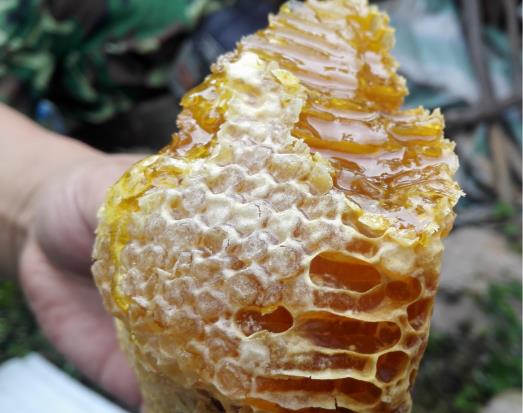 老巢蜂蜜好还是新蜂蜜好?为什么说老巢蜜对鼻炎有好处?