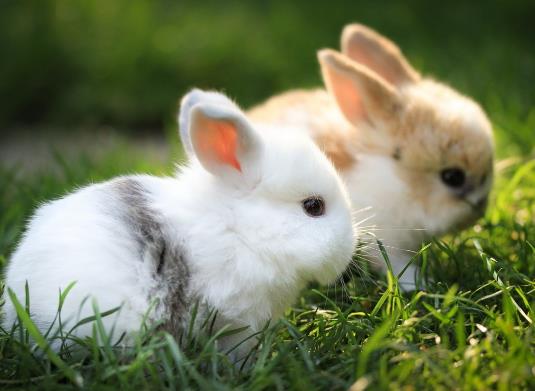 兔子喝水会不会死掉?兔子需要做绝育手术吗