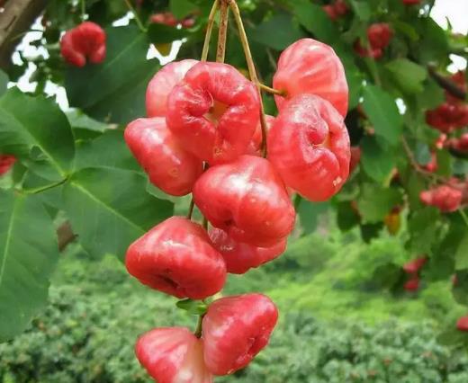 莲雾为什么叫痔疮果?莲雾的特色吃法