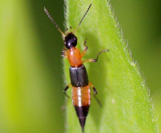 被隐翅虫爬过要隔天才有症状吗?隐翅虫皮炎皮肤脱皮后有红印正常吗