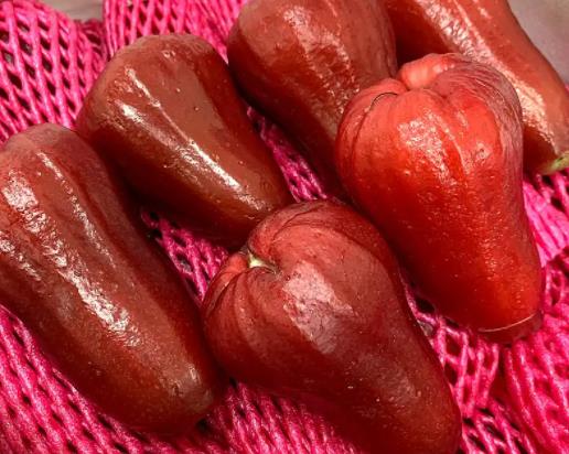 莲雾和枇杷哪种治咳嗽?莲雾对咳嗽有效果吗