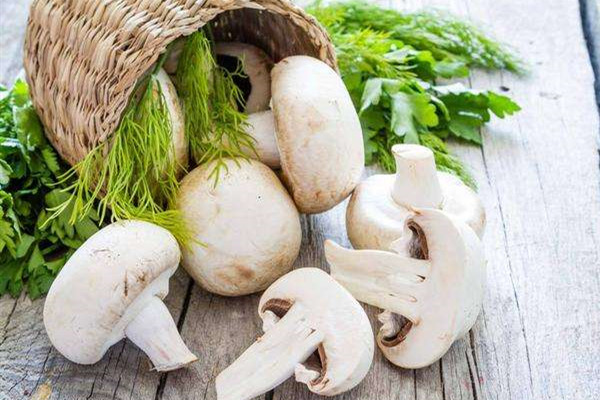 蘑菇可以隔夜吃吗 蘑菇可以放冰箱保鲜吗 蘑菇可以隔夜吃吗 蘑菇可以放冰箱保鲜吗
