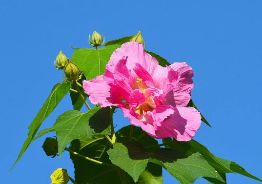 芙蓉花花期可以施肥吗?芙蓉花用什么土栽培好