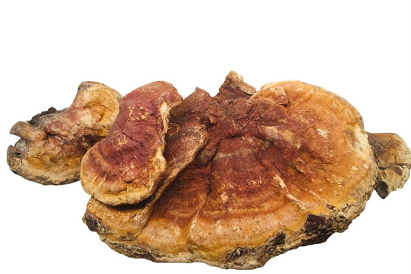 灵芝泡水可以隔夜喝吗 灵芝泡水能连续泡几天吗 灵芝泡水可以隔夜喝吗 灵芝泡水能连续泡几天吗