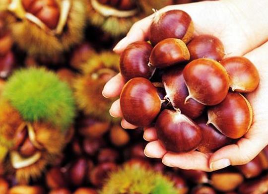 板栗烤好了可以直接出锅吗?烤板栗一定要切口吗?