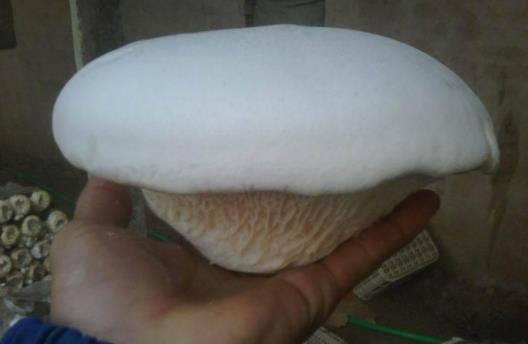 糖尿病可以吃白灵菇吗?吃白灵菇有哪些好处?