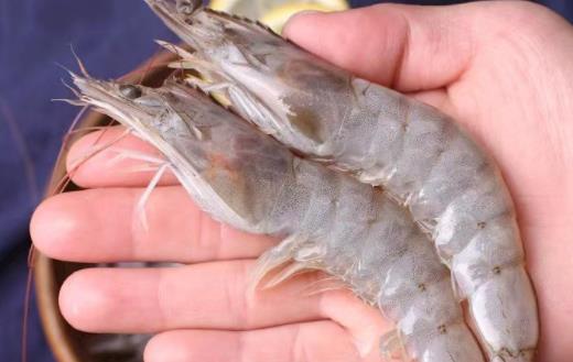 罗氏虾的虾壳可以吃吗 罗氏虾吃多了会怎么样