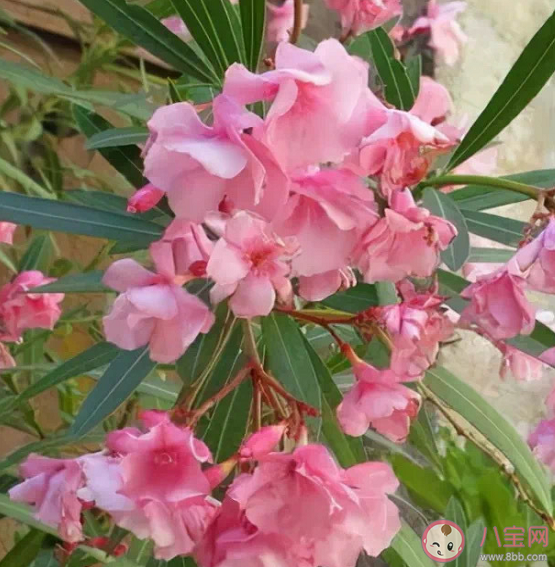 夹竹桃毒性有多大 夹竹桃有毒为什么要种植 夹竹桃毒性有多大 夹竹桃有毒为什么要种植