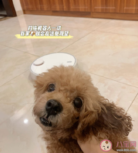 有宠物家庭需要买扫地机器人吗 如何正确选购扫地机器人 有宠物家庭需要买扫地机器人吗 如何正确选购扫地机器人