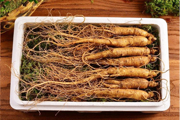 长白山人参是大个的好还是小个好 长白山人参是越重越好吗 长白山人参是大个的好还是小个好 长白山人参是越重越好吗