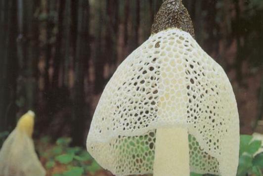 竹荪上的网可以吃吗?竹荪不能和什么一起吃?