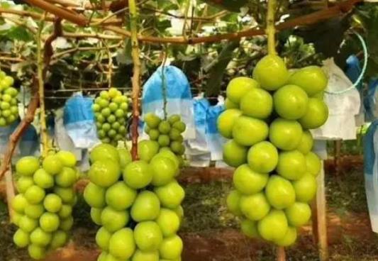 阳光玫瑰为什么有的有籽有的没有籽?为什么阳光玫瑰葡萄有黑点