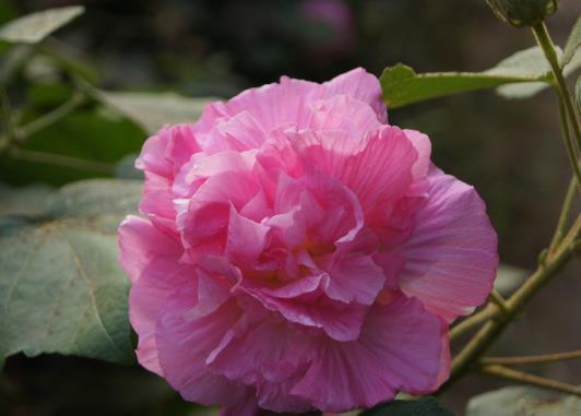 芙蓉花花期的时候用什么肥好?芙蓉花怎么养才开得旺盛