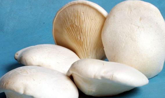 孕妇可以吃白灵菇吗?孕妇吃白灵菇有些好处?