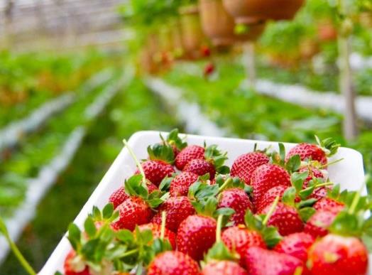 草莓洗了为什么会掉皮?草莓一洗就烂是什么原因