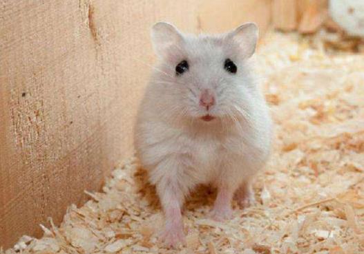 仓鼠被冻到了有哪几种表现?为什么死掉的仓鼠要马上处理