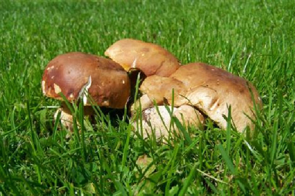 蘑菇可以隔夜吃吗 蘑菇可以放冰箱保鲜吗 蘑菇可以隔夜吃吗 蘑菇可以放冰箱保鲜吗