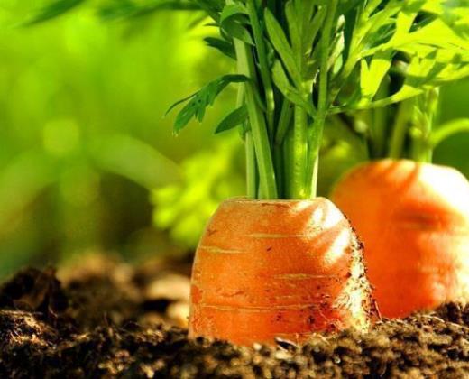 胡萝卜汁是生榨还是熟榨?胡萝卜煮熟怎么榨汁