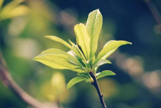 2022年是不是盲年1