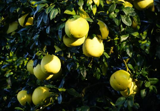 柚子一次吃多少合适?一天一个柚子能减肥吗