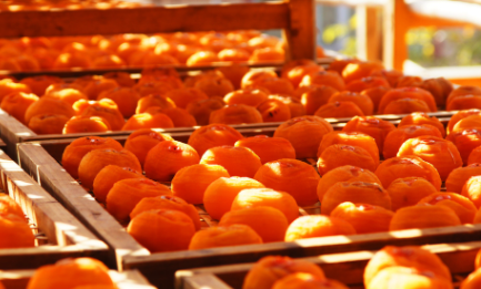 柿子怎样去涩最快最甜3